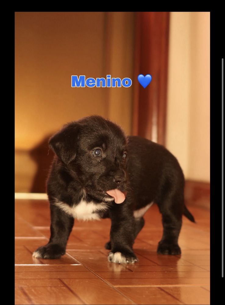 Cachorrinhos para adoção