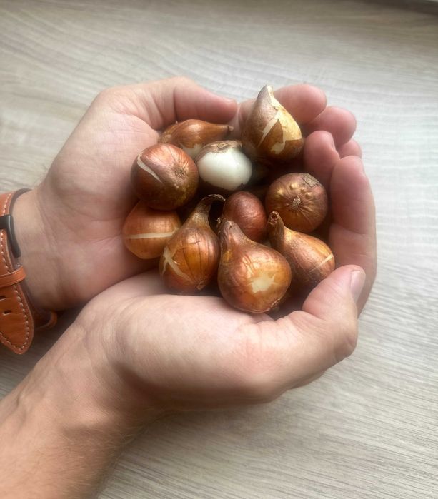 TULIPANY XXL Mix Cebulek TULIPANÓW 100 szt TULIPAN cebule DUŻE Kwiaty