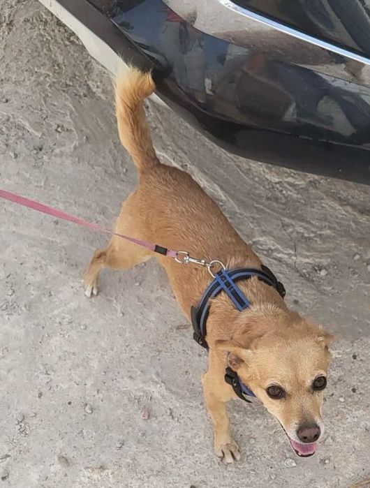 Cadela de porte pequeno para adoção