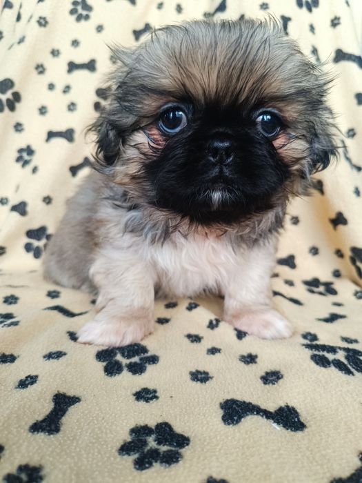 Szczeniak pekińczyk