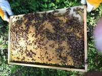 Бджолопакети бакфастта б 77, місцевої бджоли 2024