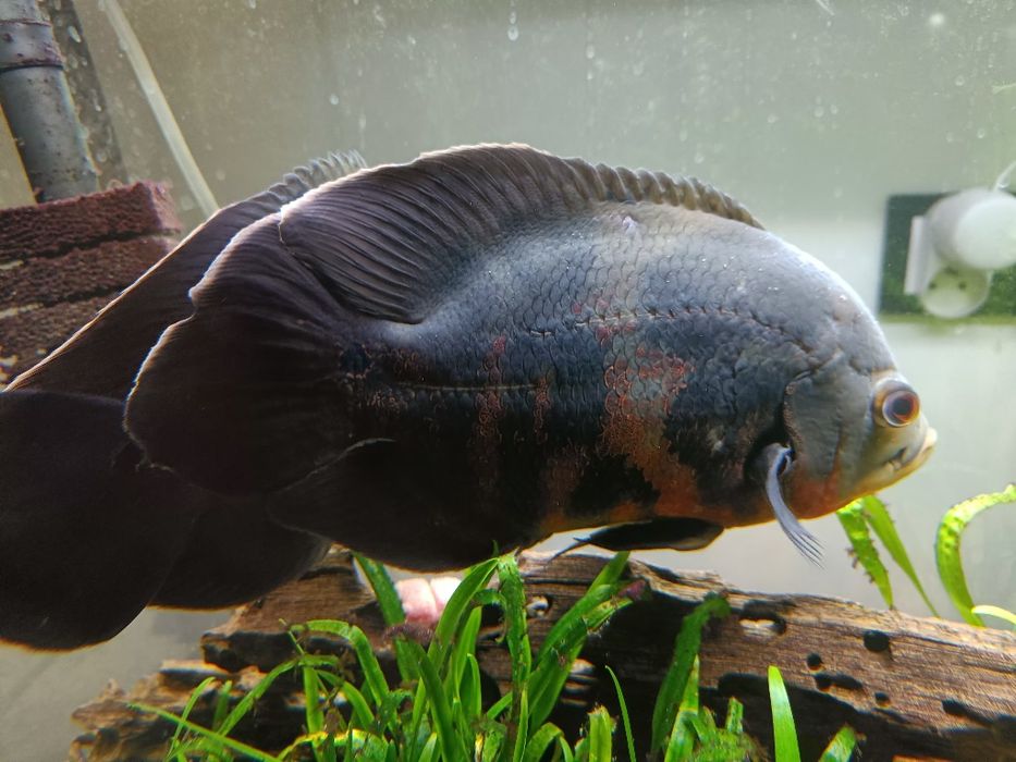 Ryby pielęgnice pawiookie