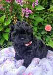 Shihpoo sunia hybryda shihtzu pudel toy