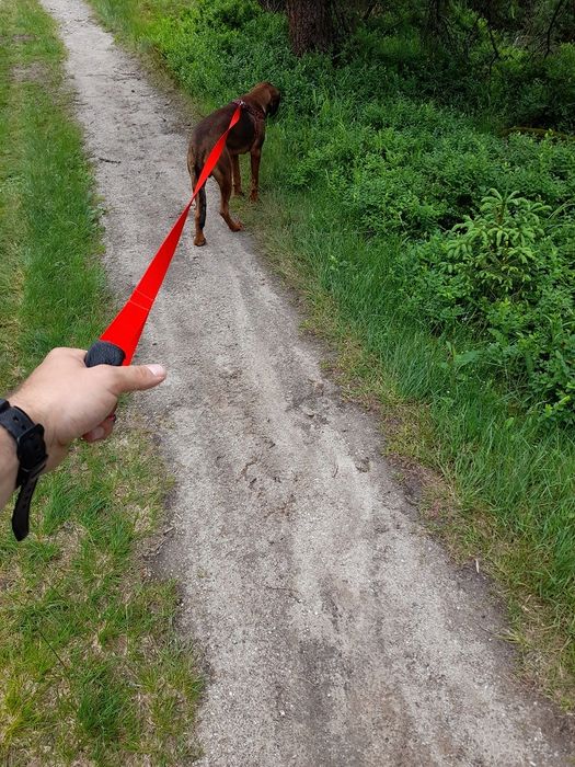 smycz z taśmy dla średniego psa do 5-25kg 2m