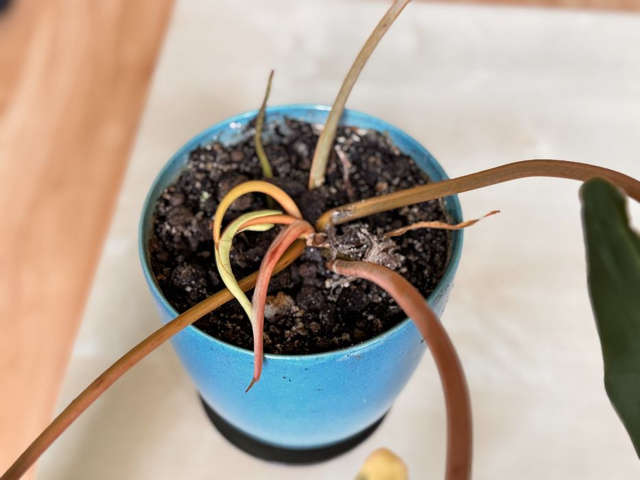 Philodendron billietiae variegata