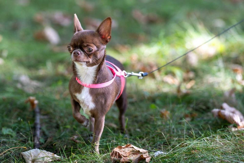 Хлопчик чіхуахуа запрошує на побачення