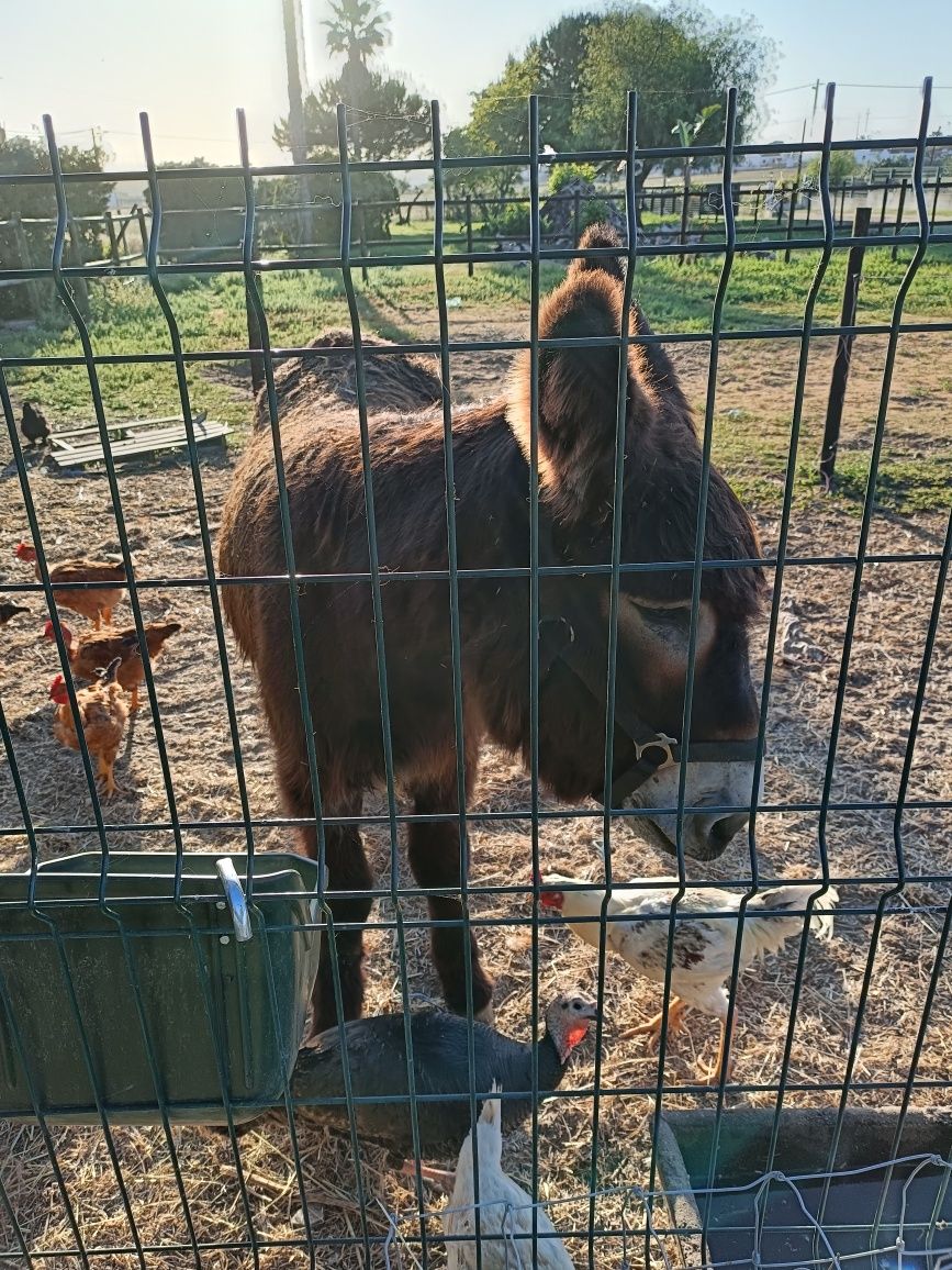 Burro mirandês com 3 anos