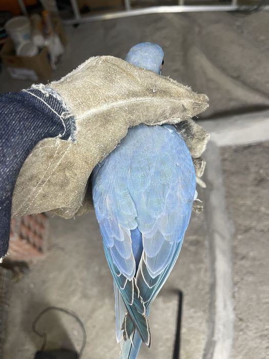 Ringneck Esmeralda * VENDA URGENTE*