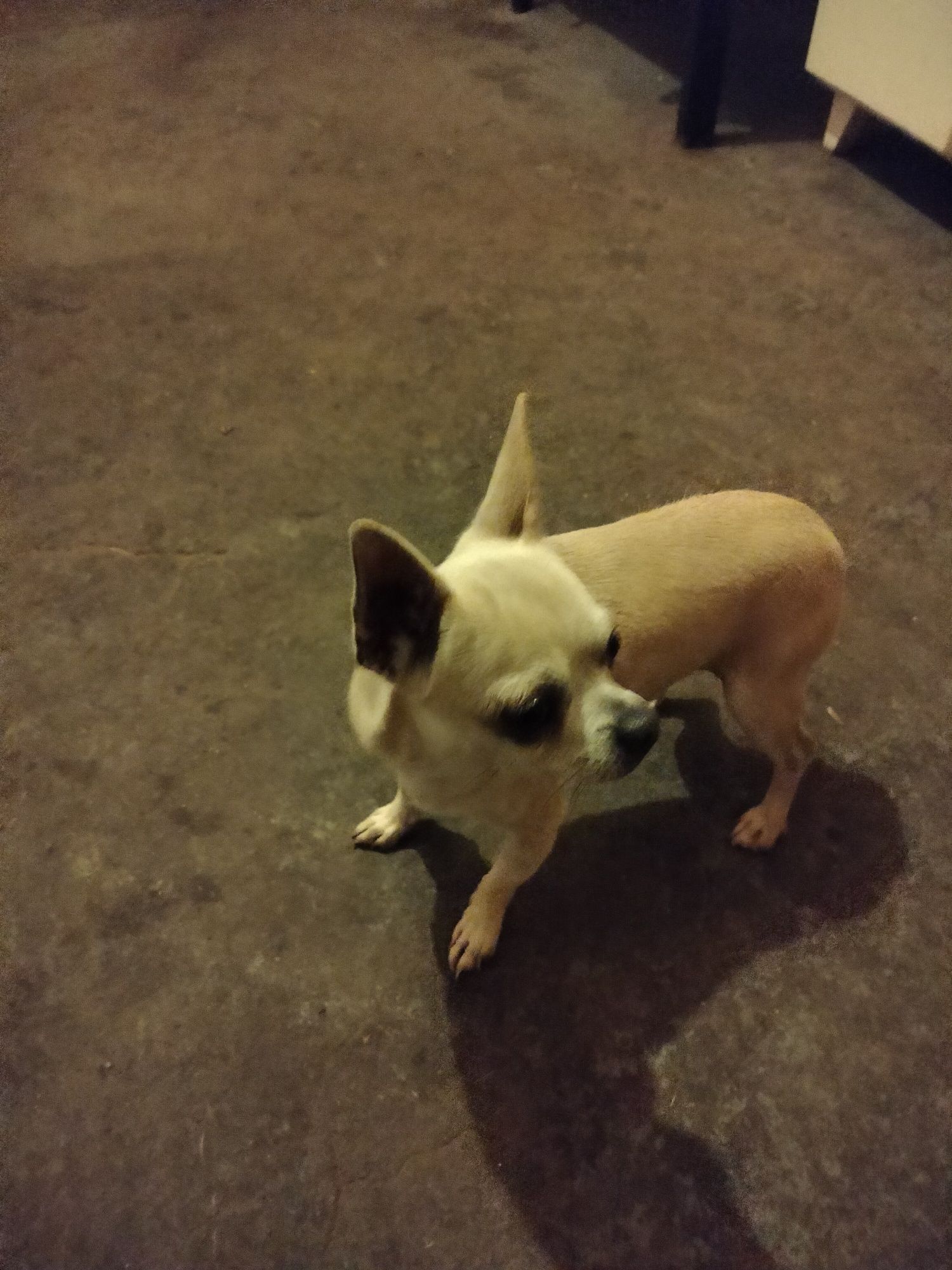 Chihuahua piesek