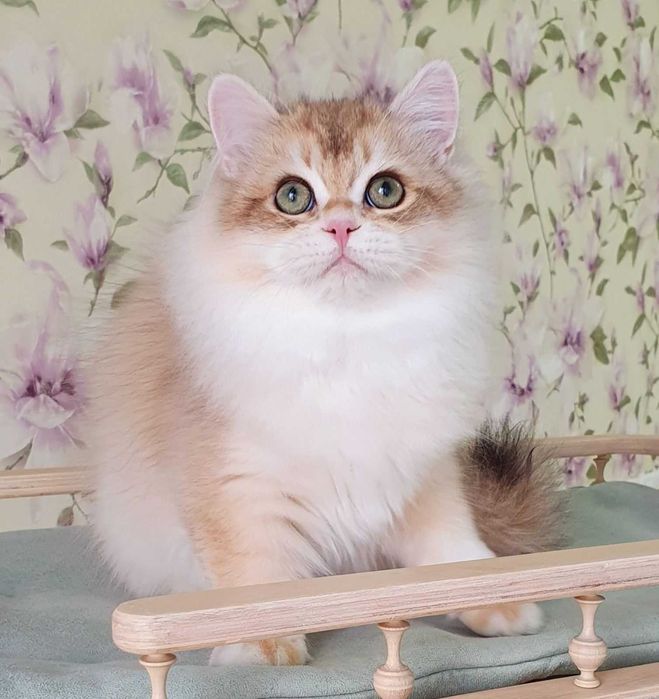 Британський хлопчик Маркус