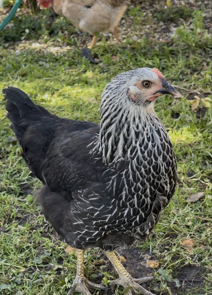 Ovos caseiros galados varias raças de poedeiras