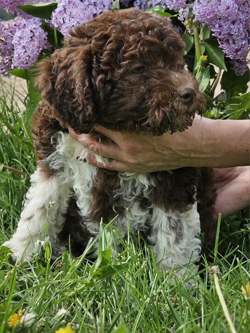 Lagotto romagnolo- doskonała suczka