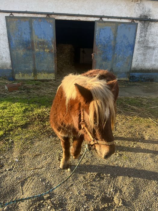 Ponei femea 1,15m