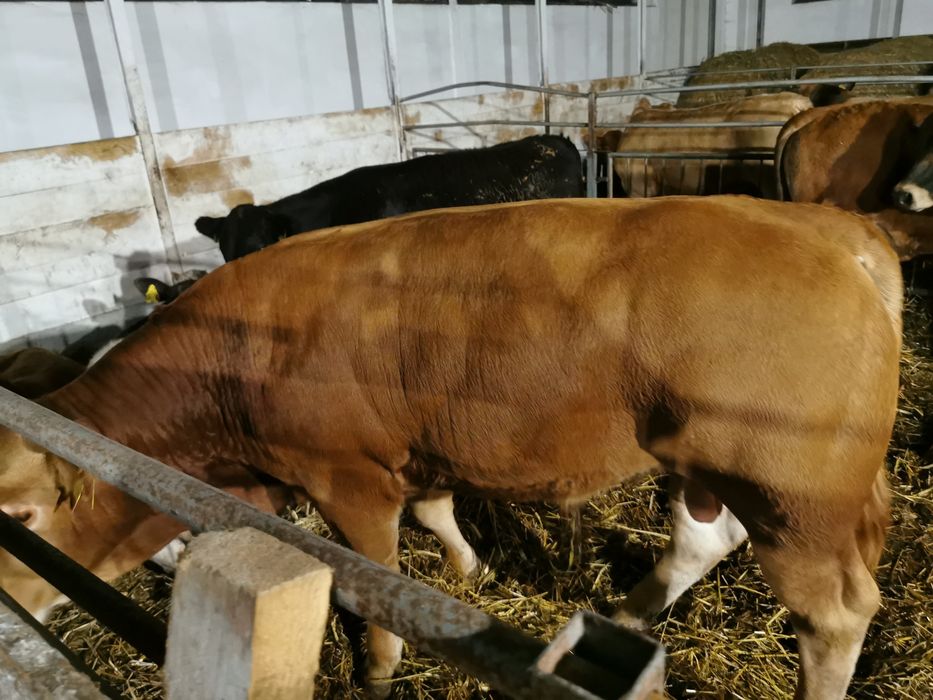 Odsady mięsne limuse Byczki jalowki tanio