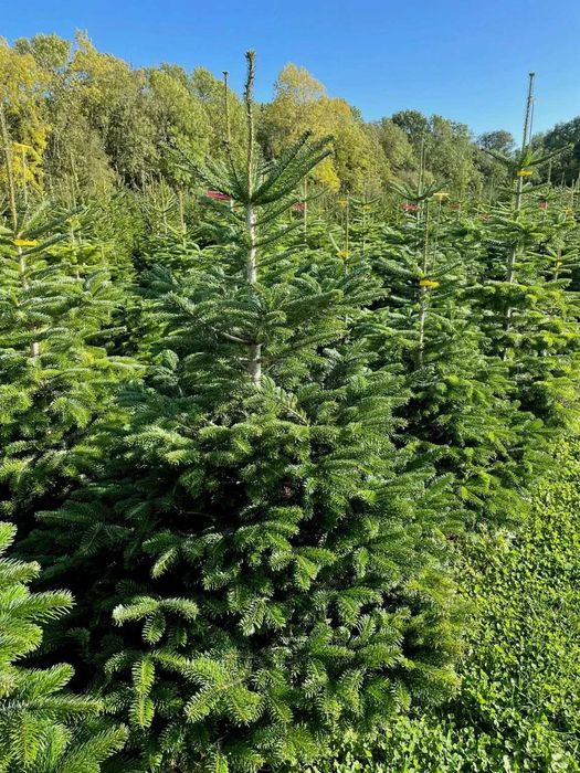 Новорічна Ялиця Нордмана, 80-220 см. Ялинки в горщиках, гурт