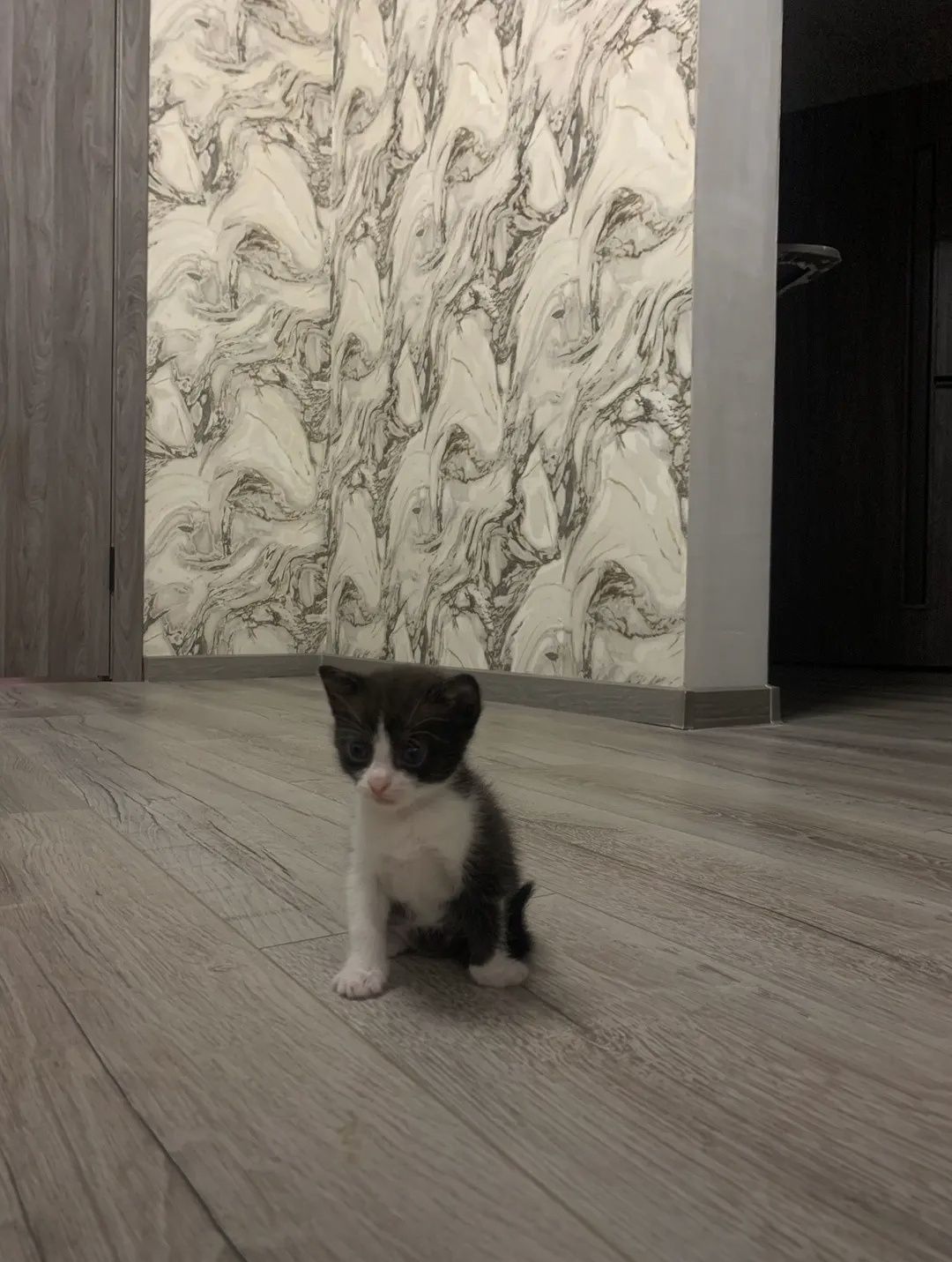Кошенята 1 місяць в люблячі ручки