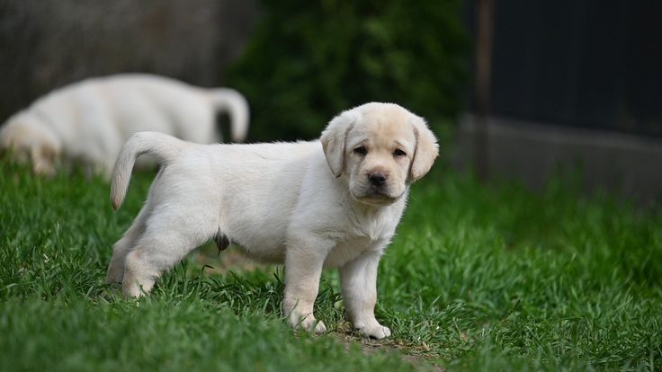 Лабрадори Белая девочка Лабрадор Ретривер Доставка за границу