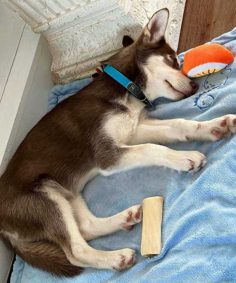 Szczeniak Husky Siberian Syberyjski