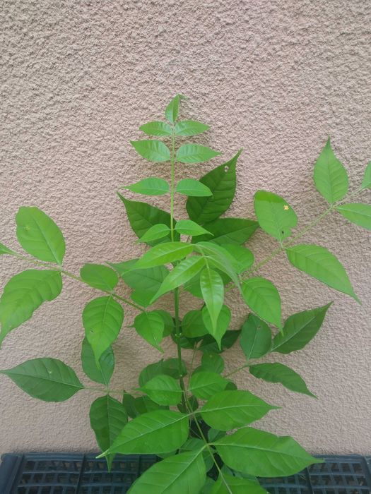 Еводія Даніеля.Саджанці