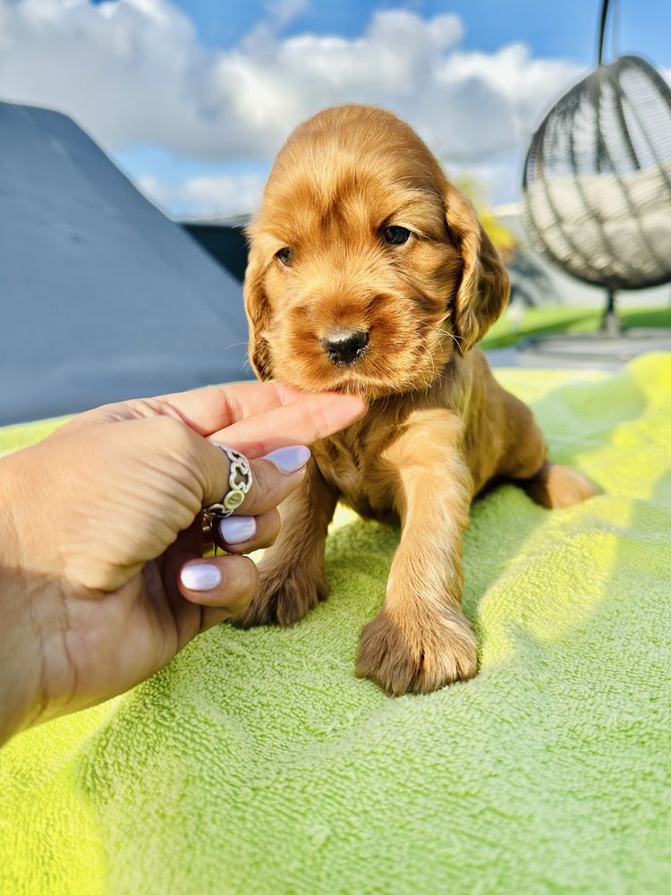 Cocker menino lindo