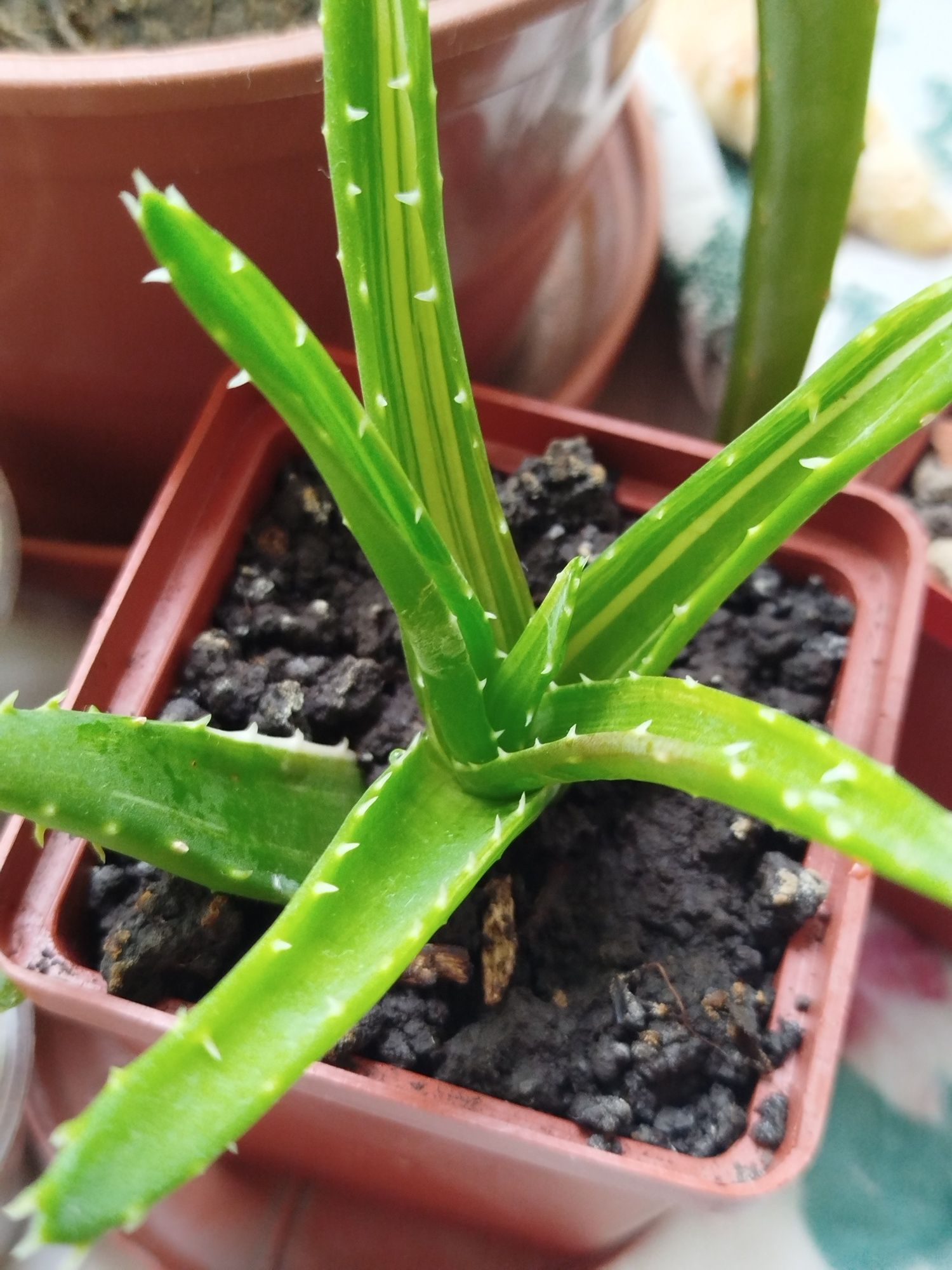 Алоэ,aloe variegata