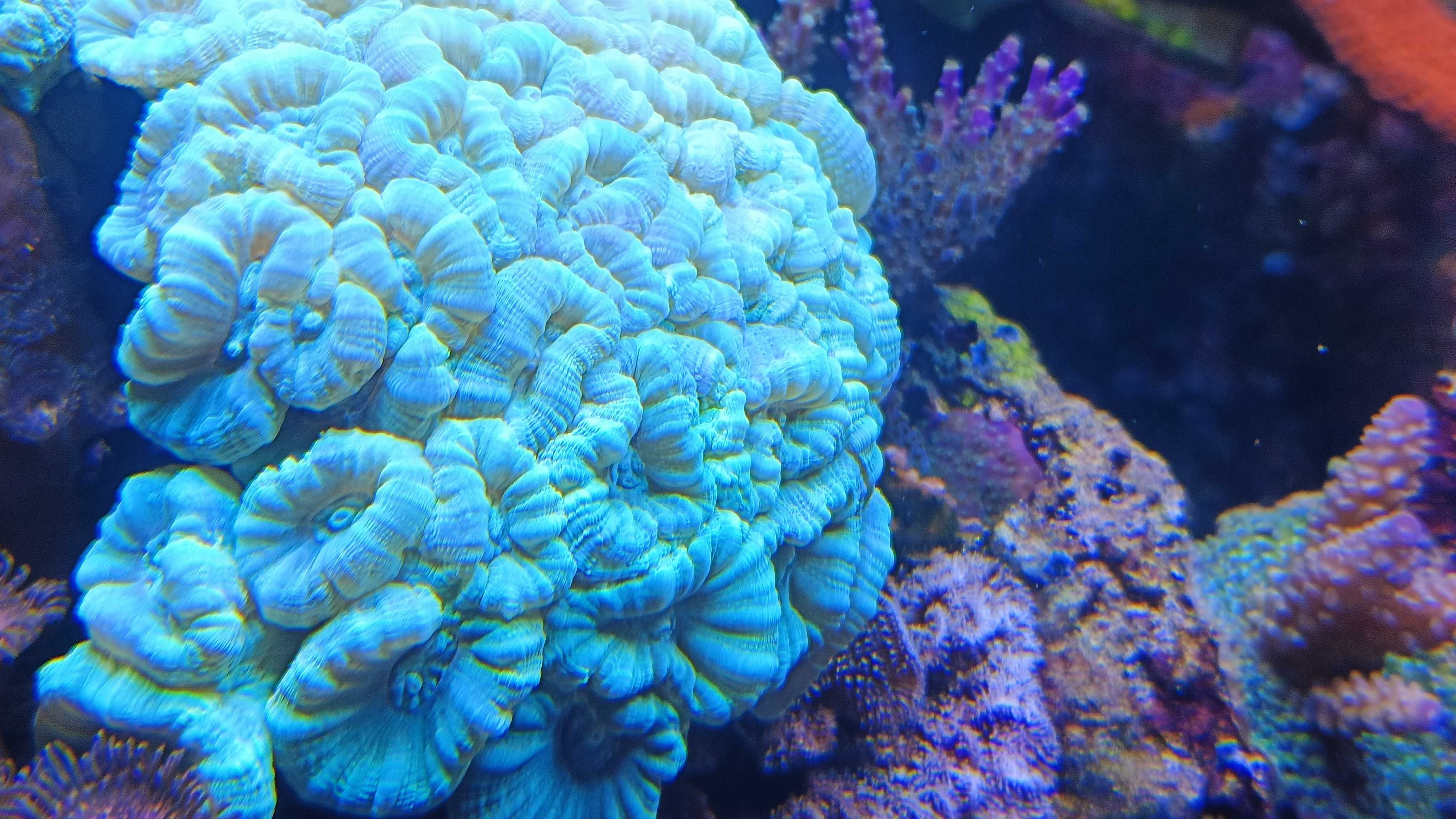 Koral Caulastrea furcata fluo LPS