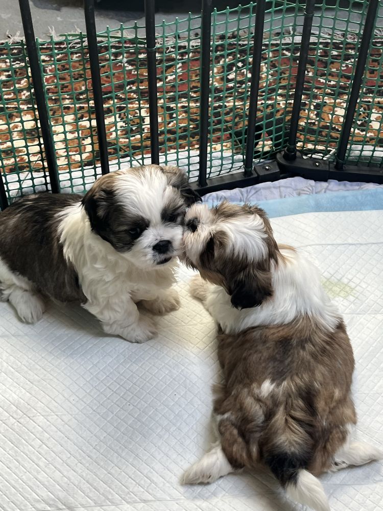 Szczeniak Shih tzu z rodowodem 6,0.3/1,9:5,1;1.6