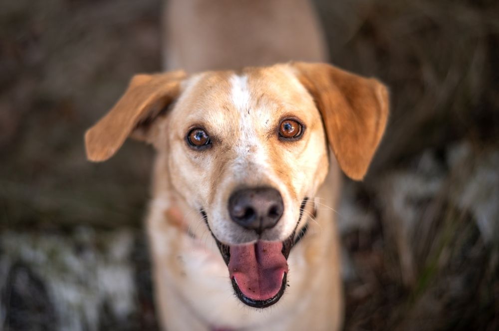 Biało beżowy pies w typie labradora szuka domu