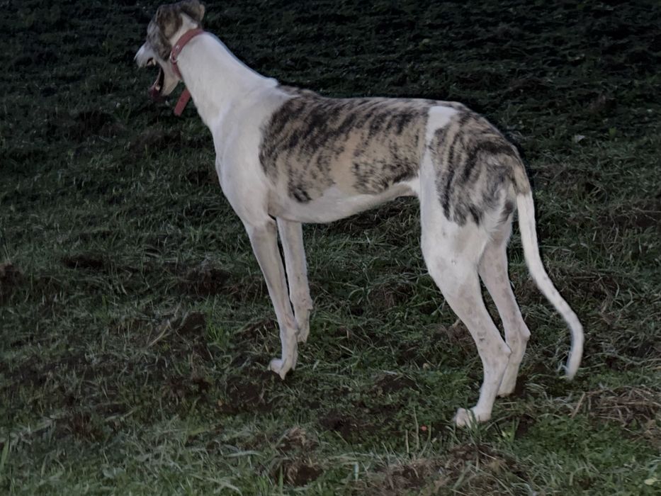 Chart greyhound 1,5 roku