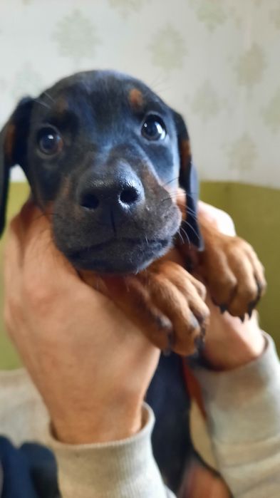 Щенок добермана девочка