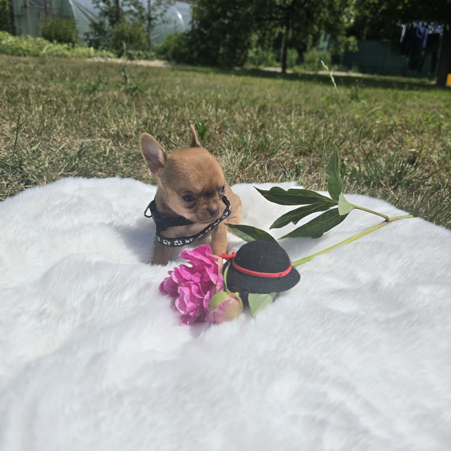 Chihuahua samiec sable xs