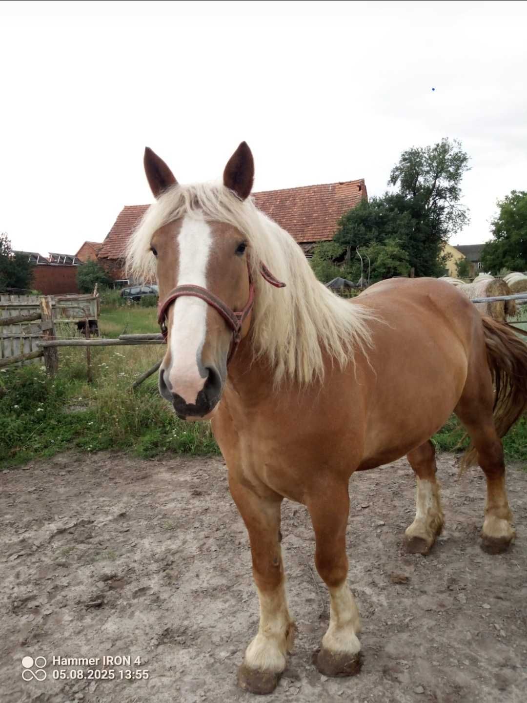 Sprzedam klacze zimnokrwiste