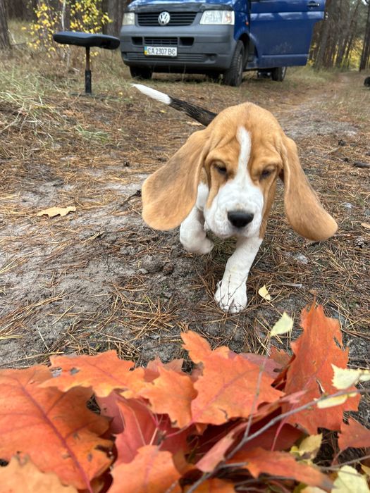 Клубний бігль. 4 місяці. Повний пакет документів