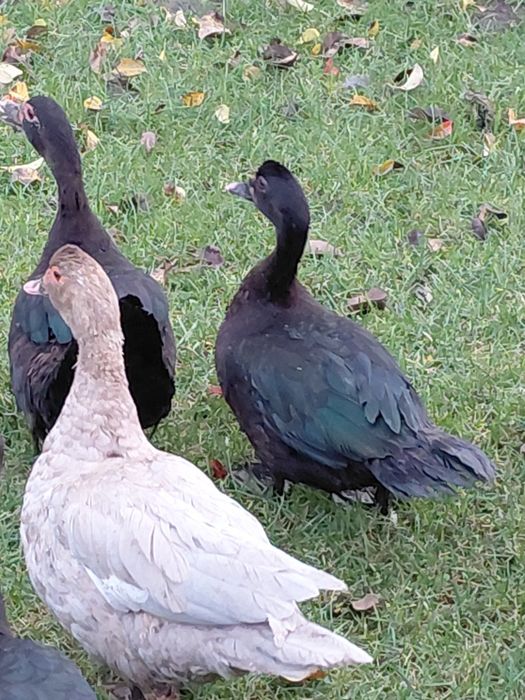 Młode kaczki pizmowe amerykańskie