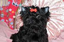York Terrier Black  - czarna unikatowa suczka