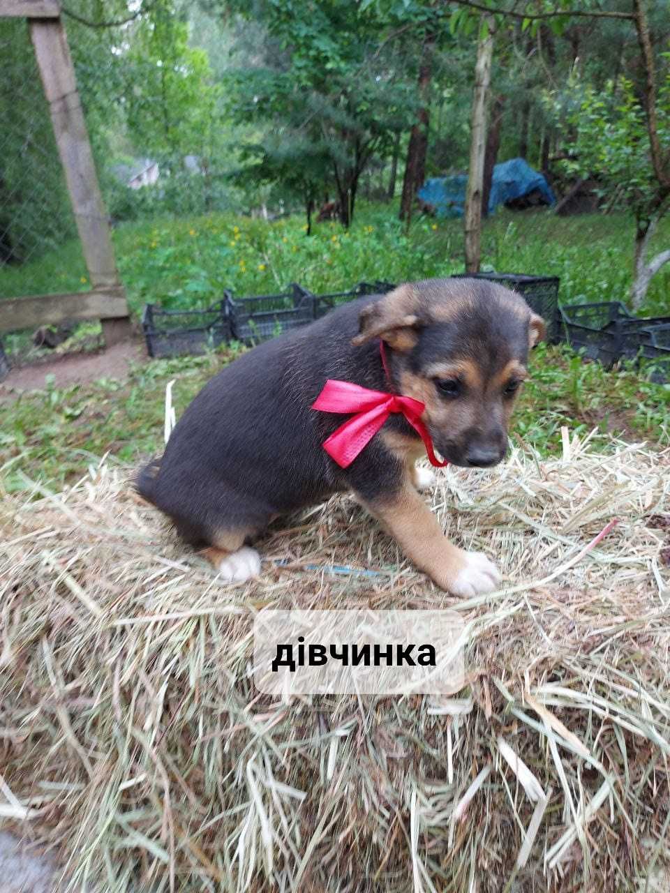 Цуценята шукають домівку