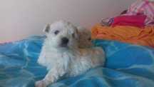 Cachorro Bichon Maltês