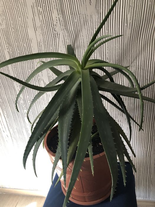 Алоє - кімнатна рослина.