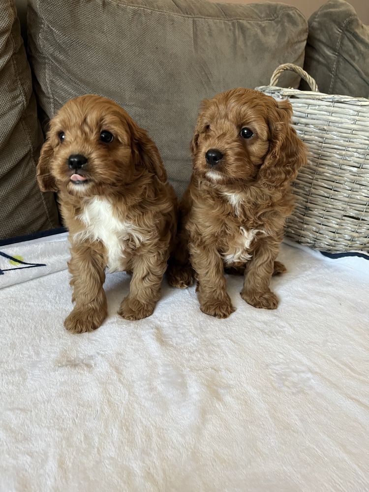 Cavapoo pudel&cavalier juz do odbioru