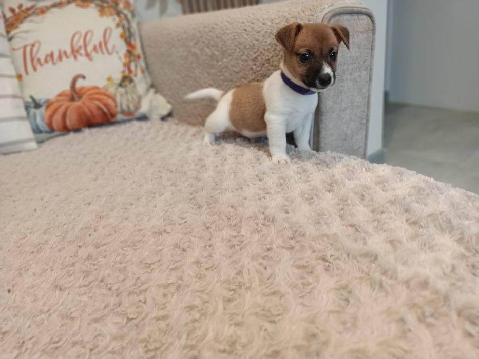 Sprzedam Jack Russell Terrier Piesek