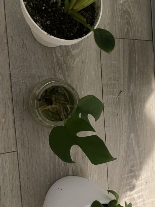 Filodendron birkin monstera minima airchryson