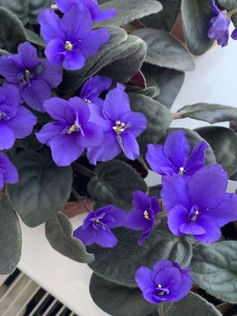 Фиалки фиолетовые, комнатные растения