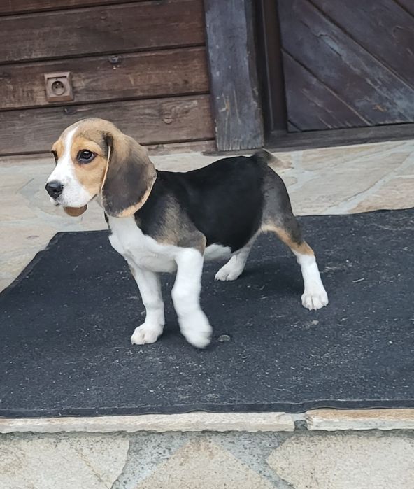 Beagle piesek sprzedam