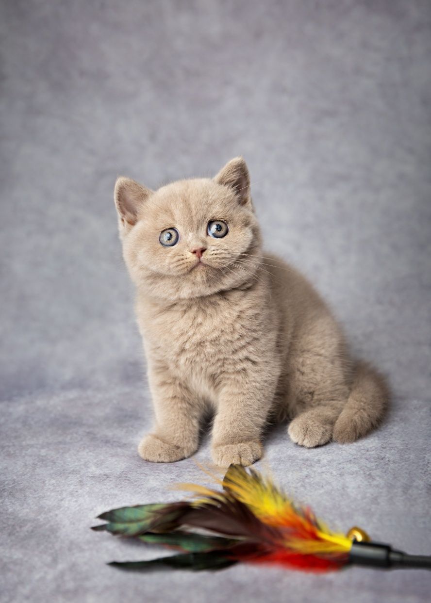 Gatinho british shorthair