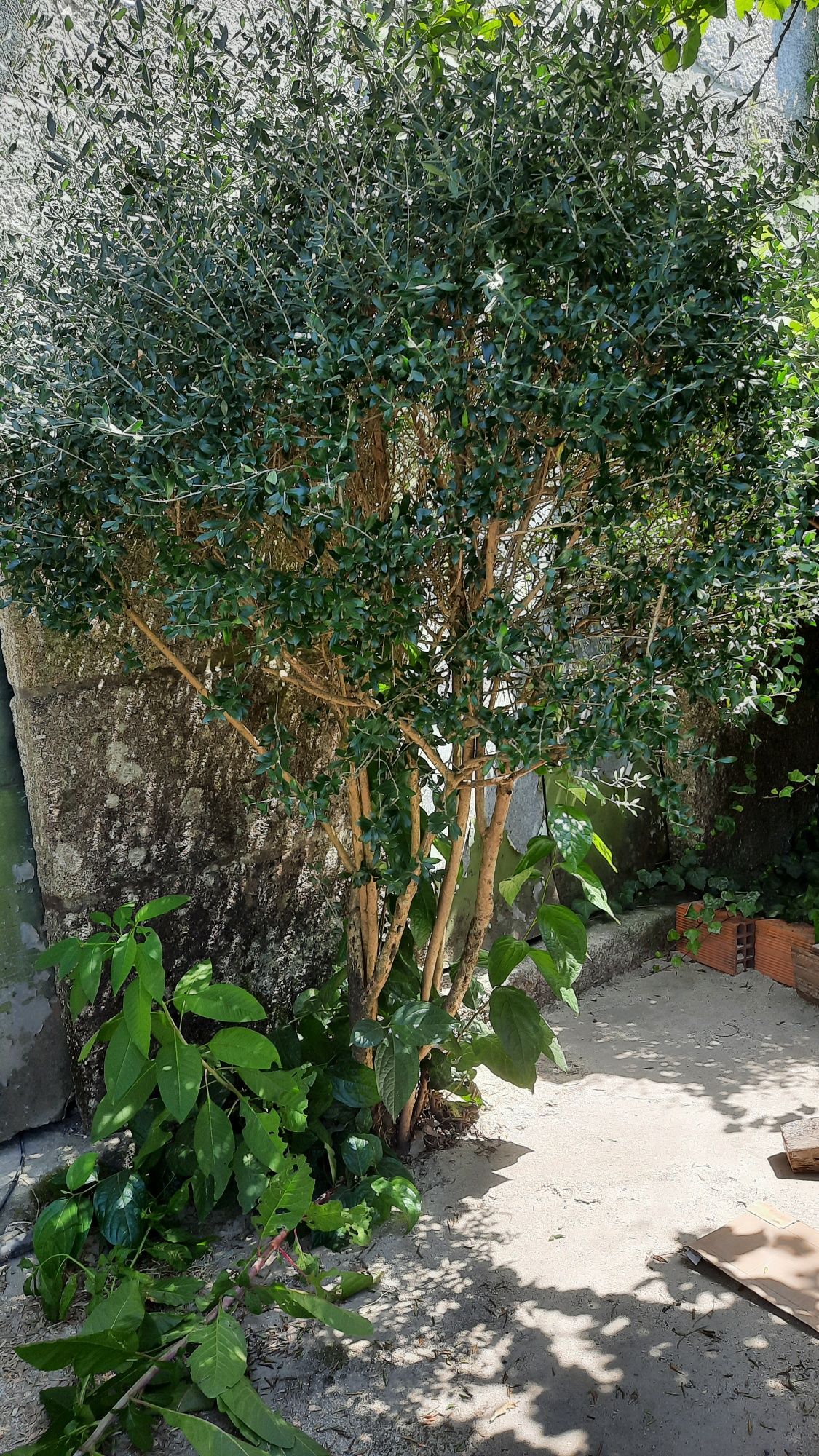 4 Oliveiras para venda