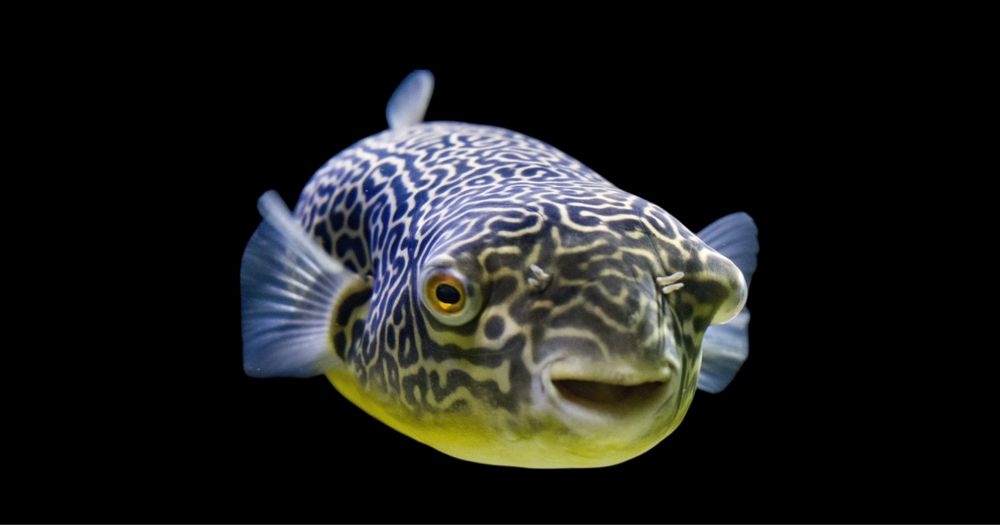 Kolcobrzuch olbrzymi (Tetraodon MBU)