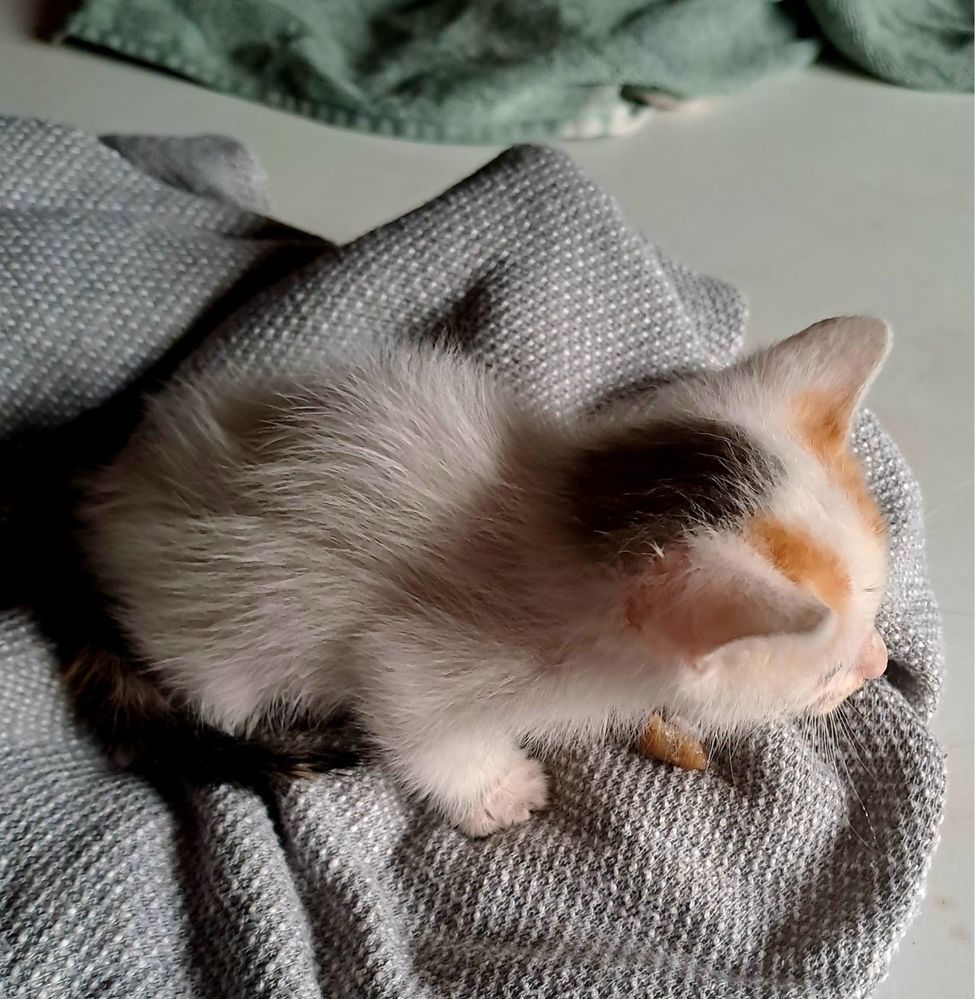 Dá se gatinha muito meiguinha