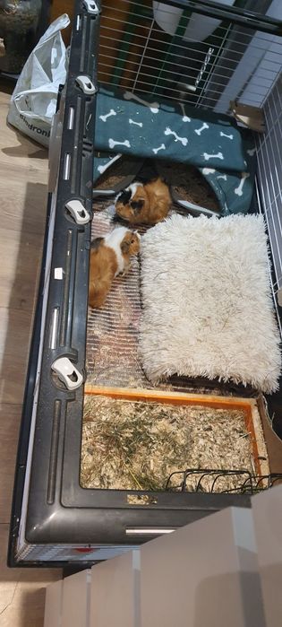 Świnka morska (2szt.) plus duża klatka i gratisy