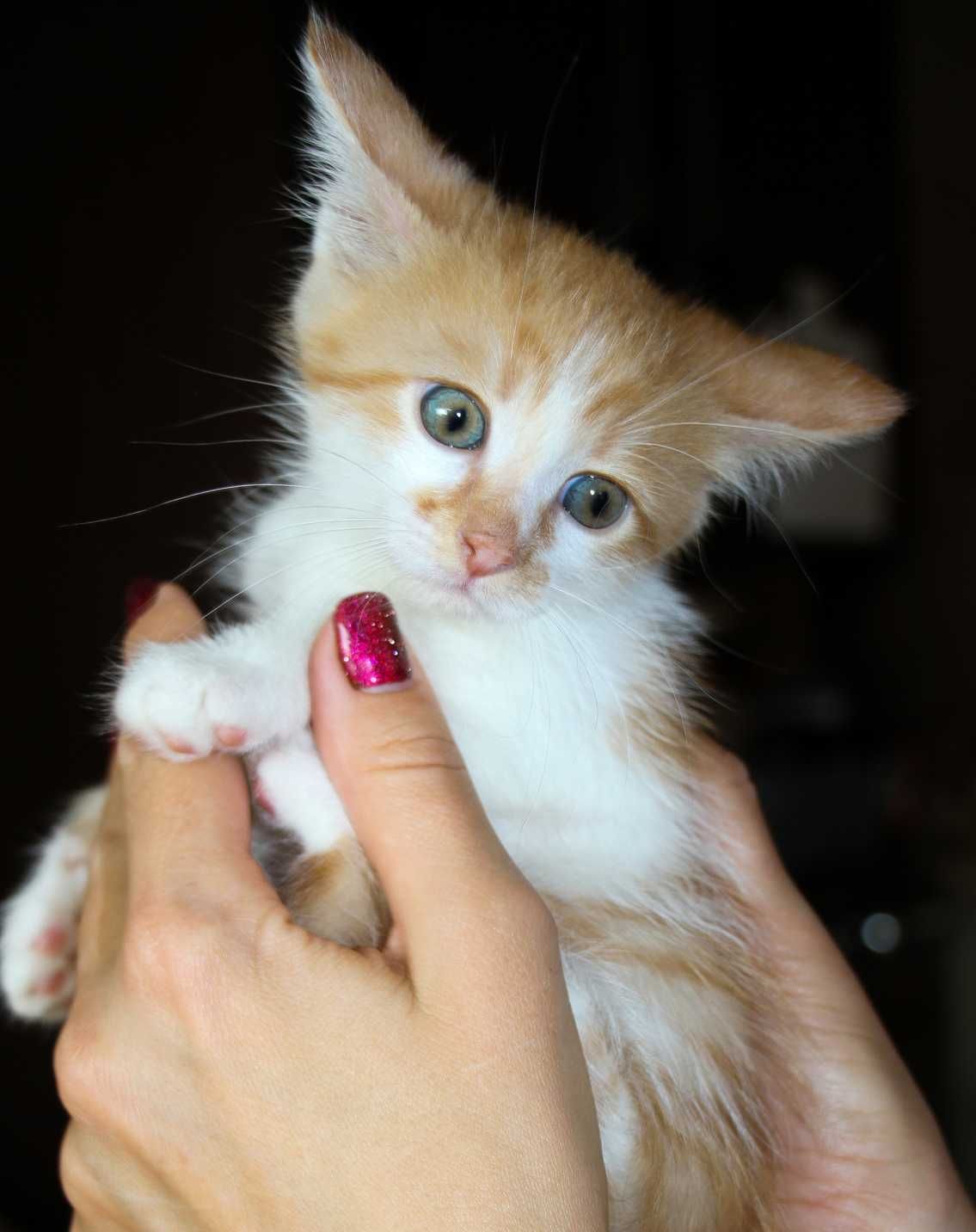 Кошеня, маленький котик, янголятко Абрикос (2 міс.) додому!!!