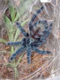 Caribena versicolor L6